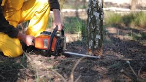 Best Tree Cabling and Bracing  in Linden, AL