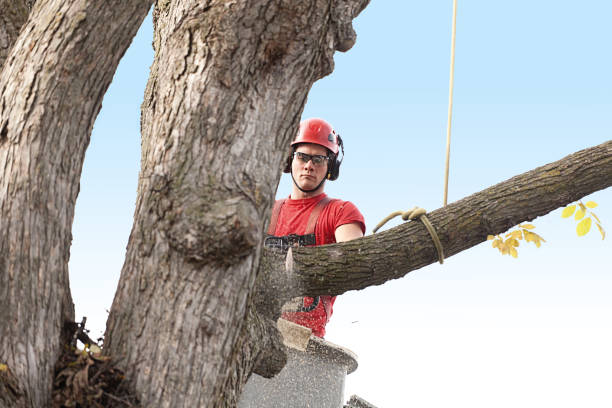 Leaf Removal in Linden, AL